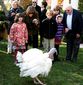 turkey_964