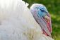 turkey_966