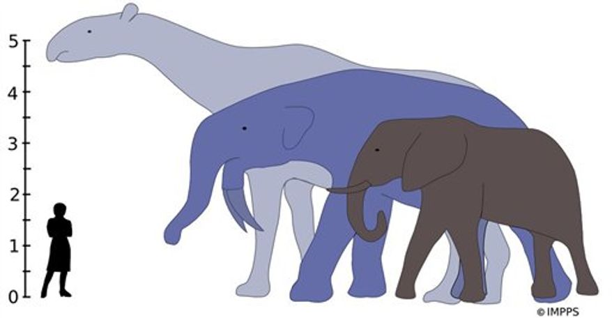 This undated diagram image provided by the journal Science shows the largest land mammals that ever lived, from left, Indricotherium and Deinotherium, that would have towered over the living African Elephant. Indricotherium. They just needed some leg room: New research shows the great dinosaur die-off made way for mammals to explode in size _ leading to creatures that would have towered over today's elephants. The largest land mammal ever: A rhinoceros-like creature, minus the horn, that stood 18 feet tall, weighed 17 tons and grazed in the then-forests of what is now Eurasia. It makes the better known woolly mammoth seem a bit puny. (AP Photo/Science)