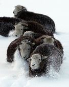 snow_813