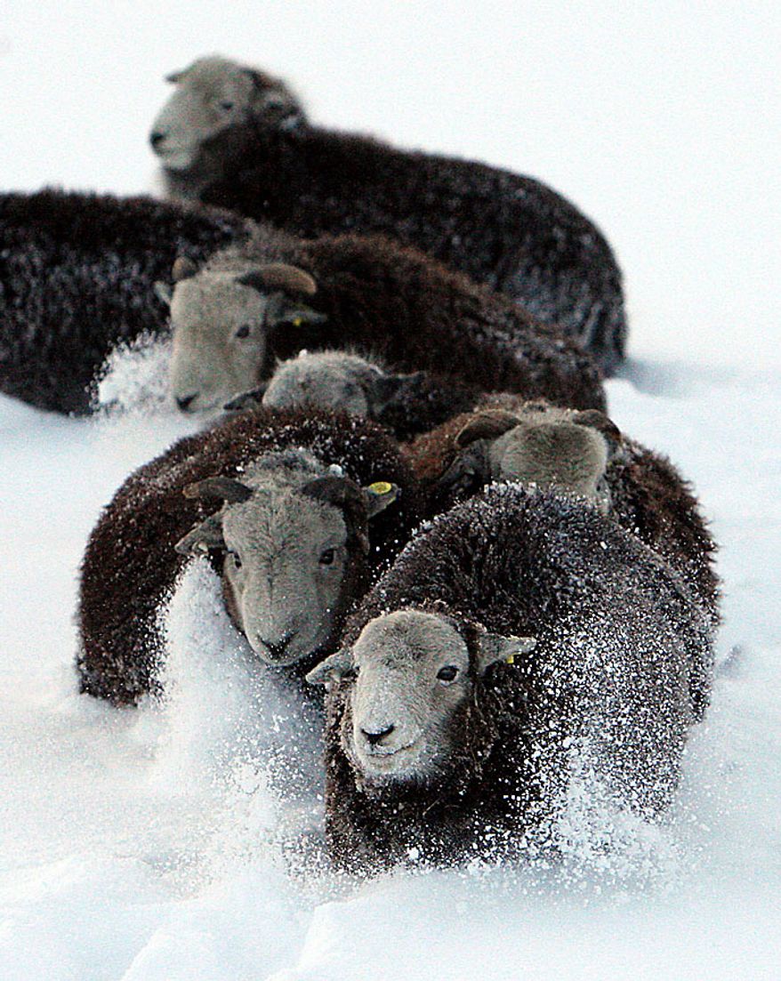 Sheep make their way in heavy snowfall, in Maiden Law, England, Wednesday, Dec. 1, 2010. People across Britain are spending the week coping with falling temperatures and drifting snow. (AP Photo/Scott Heppell)