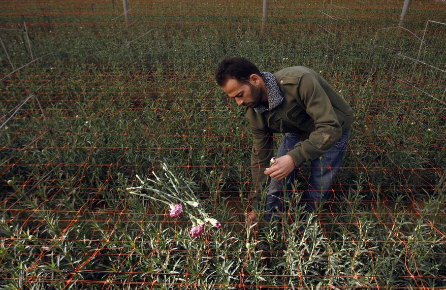 Palestinian worker Ahmad Hejazi collects carnations for export at a green house in Rafah, southern Gaza Strip, on Wednesday, Dec. 8, 2010. Israel has announced it will allow increased exports from the Gaza Strip, further easing its blockade of the Hamas-run territory. Israel's Security Cabinet approved the move on Wednesday. (AP Photo/Eyad Baba)