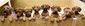 APTOPIX_Germany_Dogs_Litter_Of_17.sff.jpg