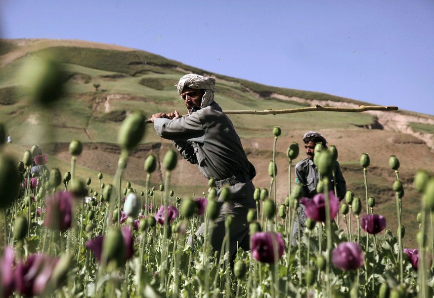 POPPING UP: Afghan police have helped cut down illegally grown poppies but eradication efforts have been hindered by a lack of security. (Associated Press)