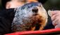 groundhog_4105