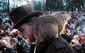 groundhog_4109