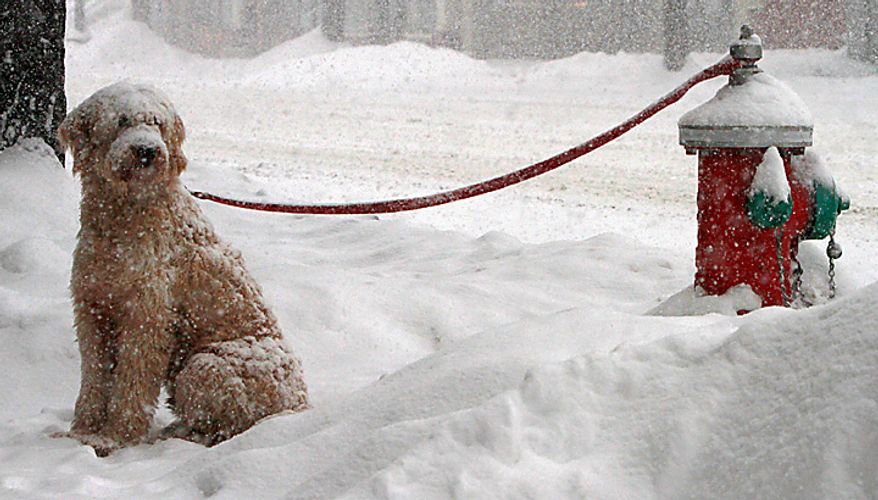 A dog named Muldoon waits in the snow for its owner, Tess Taylor, who stopped for coffee on Wednesday, Feb. 2, 2011, in Barre, Vt. Schools, business and municipal offices are closed across Northern New England as the storm-weary region braces for what forecasters say could be more than a foot of snow in some places. Early Wednesday snow was falling heavily across much of Maine, New Hampshire and Vermont after a smaller storm dropped a few inches across the region on Tuesday. (AP Photo/Toby Talbot)