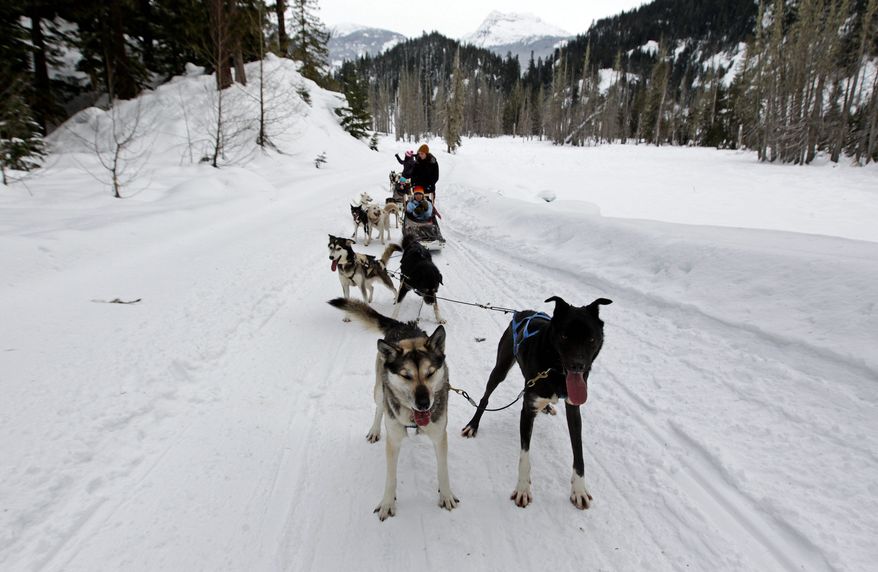 Sled dogs pull tourists through the Soo Valley north of Whistler on Jan. 31 during a ride by Howling Dog Tours. Police are investigating the April killing of 100 of the company's dogs. (Associated Press)