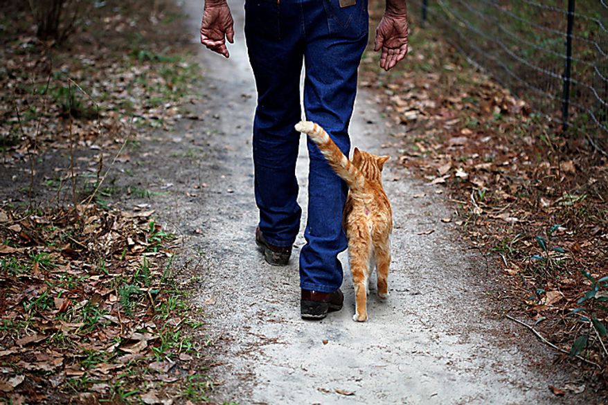 Craig Grant, who bought 30 acres in Lee, Fla., where he has taken in hundreds of cats at a place called Caboodle Ranch, walks with one of his cats on Thursday, Jan. 20, 2011. He's created a cat village with a town hall, church, cafe and even a Wal-Mart. He's plagued by accusations of hoarding and mistreatment of the animals. "They make me love me life," he says. "I never feel alone." (AP Photo/St. Petersburg Times, Lara Cerri)