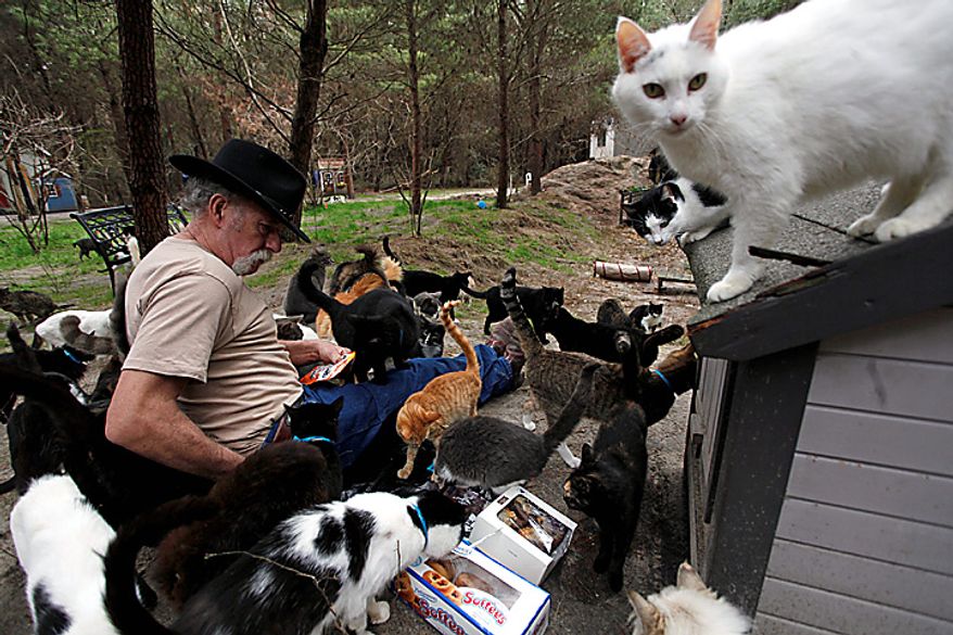 Craig Grant bought 30 acres in Lee, Fla., where he has taken in hundreds of cats at a place called Caboodle Ranch. He's created a cat village with a town hall, church, cafe and even a Wal-Mart. He's plagued by accusations of hoarding and mistreatment of the animals. (AP Photo/St. Petersburg Times, Lara Cerri)
