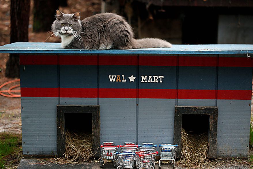 Craig Grant bought 30 acres in Lee, Fla., where he has taken in hundreds of cats at a place called Caboodle Ranch. He's created a cat village with a town hall, church, cafe and even a Wal-Mart. He's plagued by accusations of hoarding and mistreatment of the animals. (AP Photo/St. Petersburg Times, Lara Cerri)