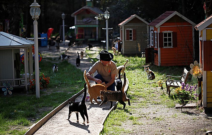 Craig Grant bought 30 acres in Lee, Fla., where he has taken in hundreds of cats at a place called Caboodle Ranch. He's created a cat village with a town hall, church, cafe and even a Wal-Mart. He's plagued by accusations of hoarding and mistreatment of the animals. (AP Photo/St. Petersburg Times, Lara Cerri)