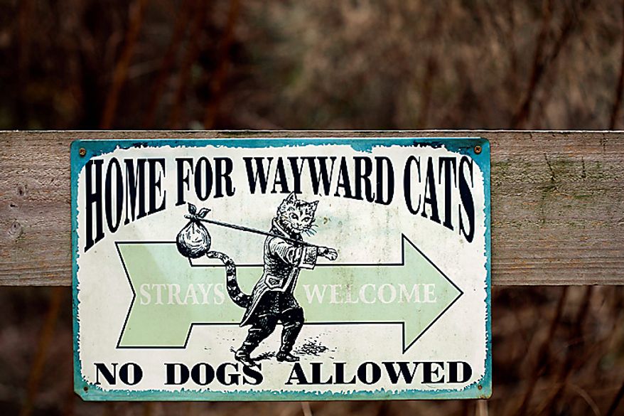 Craig Grant bought 30 acres in Lee, Fla., where he has taken in hundreds of cats at a place called Caboodle Ranch. He's created a cat village with a town hall, church, cafe and even a Wal-Mart. (AP Photo/St. Petersburg Times, Lara Cerri)