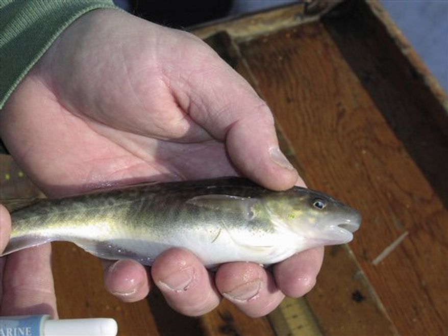 This undated handout photo provided by the journal Science shows mature Atlantic tomcod at a NOAA rearing facility in Sandy Hook, New Jersey. Most people think of evolution occurring gradually over thousands of years, but apparently no one told the Atlantic Tomcod. Over the last half-century or so the Hudson River fish has evolved to become resistant to toxic PCB that polluted the river, researchers reported Thursday. (AP Photo/Science)