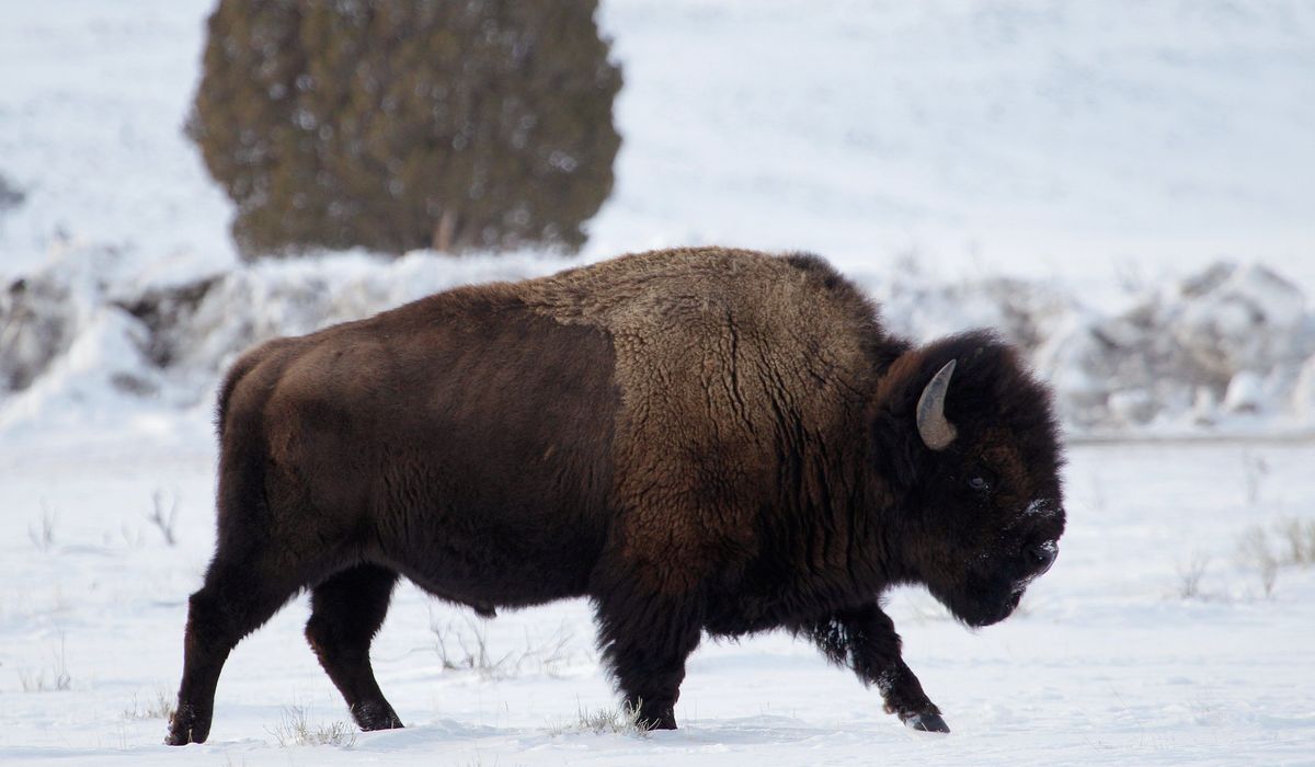 NextImg:Drunken Idahoan injured while kicking Yellowstone bison in the leg