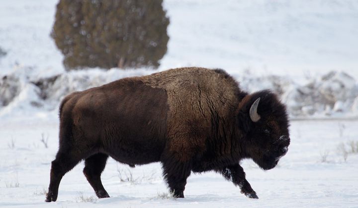 A bison walks through the snow earlier this month just inside Yellowstone National Park near Gardiner, Montana. In 2006, the state of Montana gave permission to the Nez Perce of Idaho and the Confederated Salish and Kootenai tribes of northwest Montana to hunt bison on federal lands outside Yellowstone. (Associated Press) ** FILE **