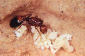 Fire_Ants_Spread.sff.jpg