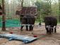 SCI_Smart_Elephants.sff.jpg