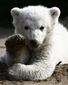 Germany-Knut-Death.sff.jpg