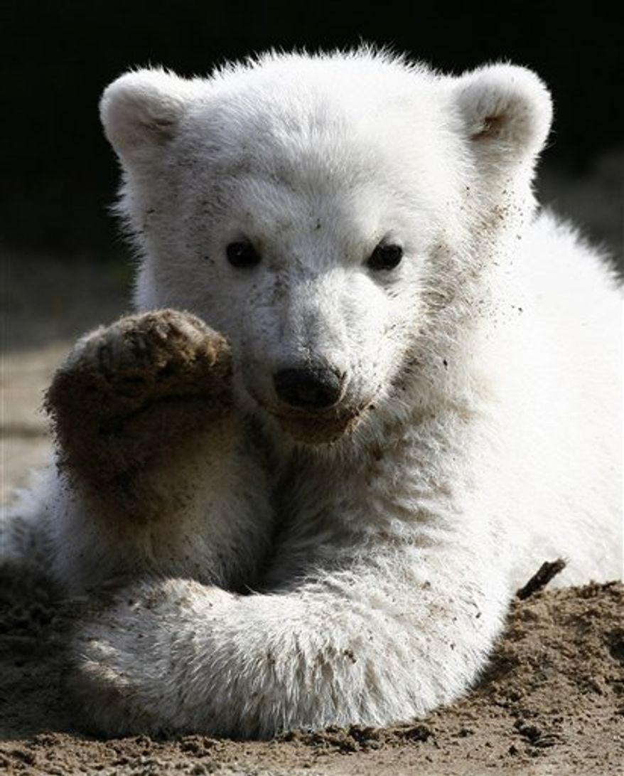 FILE - In this March 23, 2007 file photo, Knut, the polar bear cub, has its first public appearance with his keeper in the Berlin zoo. A Berlin zoo official says world-famous polar bear Knut has died. Bear keeper Heiner Kloes said that four-year-old Knut died Saturday afternoon March 19, 2011 while alone in his compound. He says the cause is not yet clear. (AP Photo/Herbert Knosowski, File)