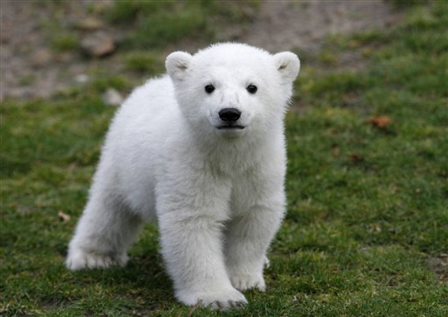 FILE - In this March 23, 2007 file photo, Knut, the polar bear cub, has its first public appearance with his keeper Thomas Doerflein in the Berlin zoo. A Berlin zoo official says world-famous polar bear Knut has died. Bear keeper Heiner Kloes said that four-year-old Knut died Saturday afternoon March 19, 2011 while alone in his compound. He says the cause is not yet clear. (AP Photo/Herbert Knosowski, File)