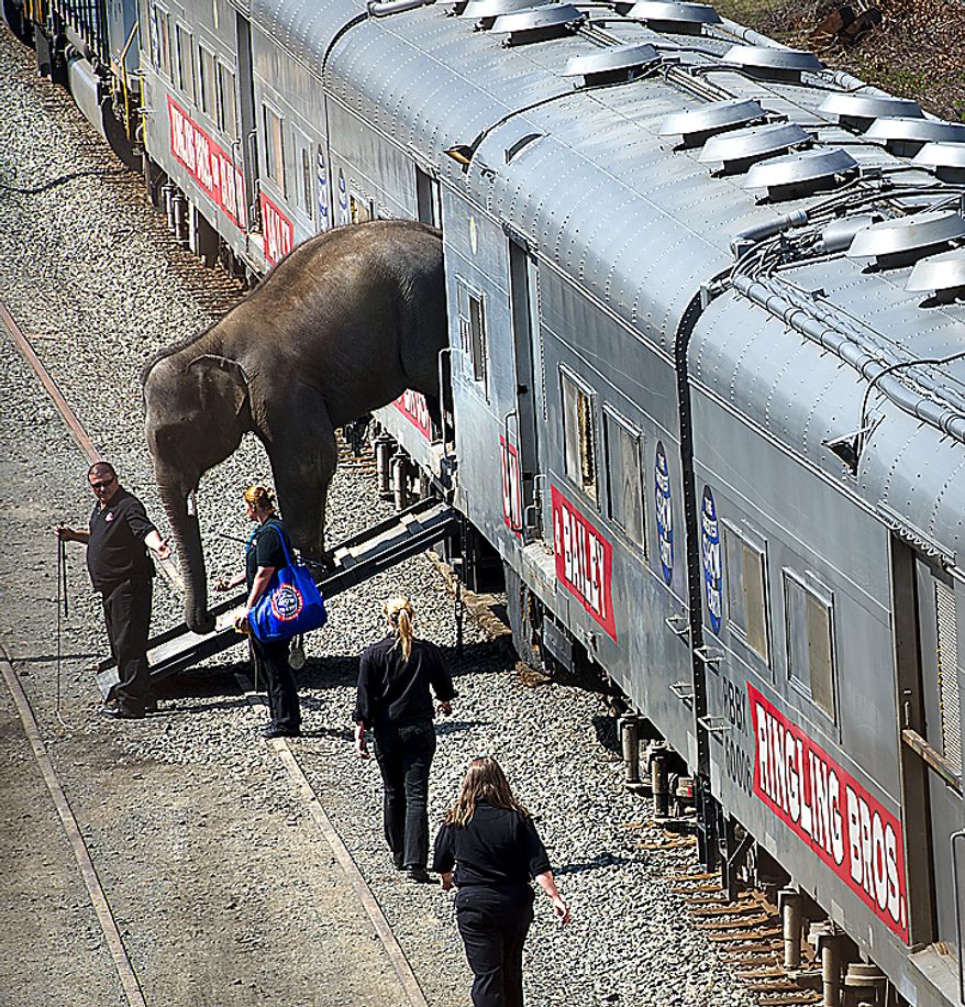 A baby elephant with the Ringling Bros. and Barnum & Bailey Circus makes its way off the circus train in Washington on Tuesday, March 22, 2011, in preparation for the annual Pachyderm Parade, which announces the circus's arrival in the nation's capital for performances at the Verizon Center. (Barbara L. Salisbury/The Washington Times)