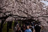 CHERRY_050