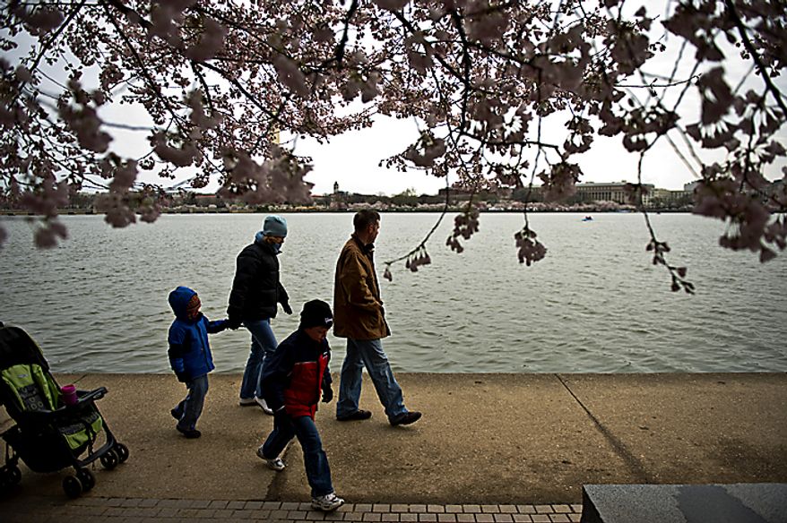 The Carpenter-Holmes family, from left, Kevin, 3, mom Amy, Nathan, 6, and dad Arthur, are bundled up as they walk along the Tidal Basin to look at the cherry blossoms, in Washington, D.C., Sunday, March 27, 2011. Arthur Carpenter-Holmes, whose family is from Alexandria, Va., said they had been coming to see the cherry blossoms for years and this is the coldest he can remember it being. (Drew Angerer/The Washington Times)