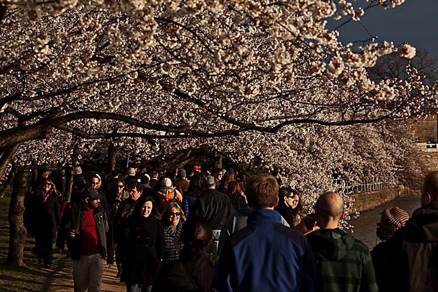 With the cherry blossoms in bloom, people walk along the Tidal Basin late in the afternoon, in Washington, D.C., Saturday, March 26, 2011. (Drew Angerer/The Washington Times)