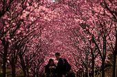 CHERRY_062