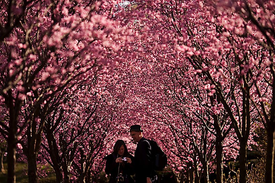 Brandy and Michael Moore look at their camera after taking pictures of cherry blossoms in Dumbarton Oaks in Georgetown, in Washington, D.C., Saturday, March 26, 2011. The couple live in Grand Prairie, Texas and traveled to Washington, D.C. for the the cherry blossoms. (Drew Angerer/The Washington Times)