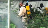 Medical Marijuana Rai_Star.jpg