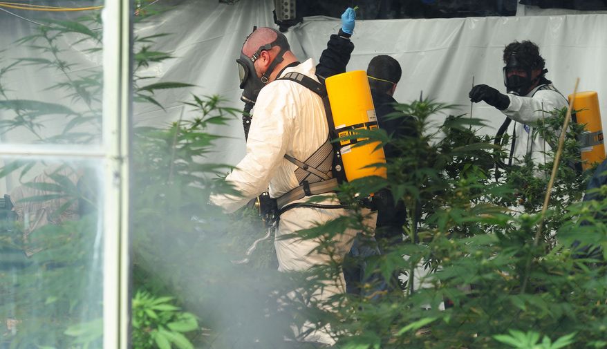 Federal agents and local authorities raid a medical marijuana operation on Monday, March 14, 2011 in Helena, Mont. Authorities from the Drug Enforcement Administration, the FBI, Lewis and Clark County sheriff's office and Helena police watched over at least eight people in handcuffs outside Montana Cannabis west of Helena Monday afternoon. The greenhouse is the length of half a football field and packed with marijuana plants. (AP Photo/The Independent Record, Eliza Wiley)
