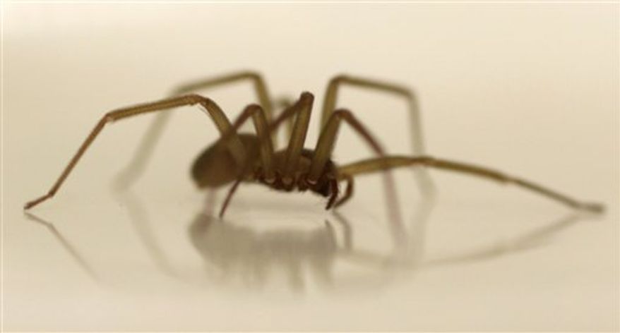 Dr. Jonathan A. Coddington, Associate Director of Research and Collections, examines vials of preserved Brown Recluse Spiders at the Smithsonian Institution National Museum of Natural History in Washington, Wednesday. It's that time of year when the bugs emerge to bug us. Some can pose real threats - Lyme disease from tiny ticks, West Nile virus from mosquitoes, or life-threatening allergic reactions to bee stings. But most bug bites in this country are an itchy nuisance. (AP Photo/Carolyn Kaster)