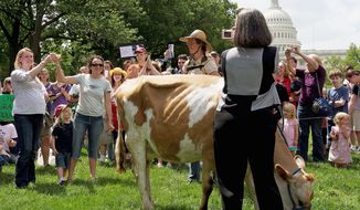 Liz Reitzig of Bowie (far left) and Karine Bouis-Towe of Takoma Park prepare to drink fresh milk from Morgan the cow at a rally at Upper Senate Park in the District on Monday. The organization Grassfed on the Hill held the rally to support Pennsylvania dairy farmer Dan Allgyer. (Barbara L. Salisbury/The Washington Times)