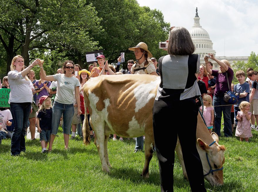 Liz Reitzig of Bowie (far left) and Karine Bouis-Towe of Takoma Park prepare to drink fresh milk from Morgan the cow at a rally at Upper Senate Park in the District on Monday. The organization Grassfed on the Hill held the rally to support Pennsylvania dairy farmer Dan Allgyer. (Barbara L. Salisbury/The Washington Times)