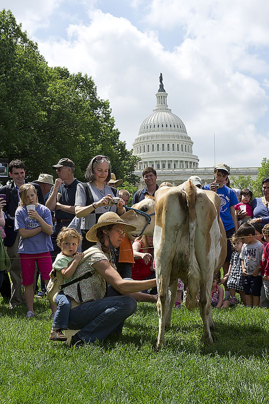 Leah Mack of Union Bridge, Md., milks Morgan the cow at Upper Senate Park in Washington, D.C., Monday, May 16, 2011 during a rally held by the organization Grassfed on the Hill to protest the sting operation the FDA conducted against Pennsylvania dairy farmer Dann Allgyer and his private buying customers. On Mack's back is her daughter, Hope Faris, 2. (Barbara L. Salisbury/The Washington Times)