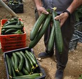 CUCUMBERS.jpg