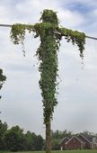 20110629-165610-pic-958054645.jpg