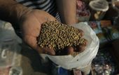 SEEDS.jpg