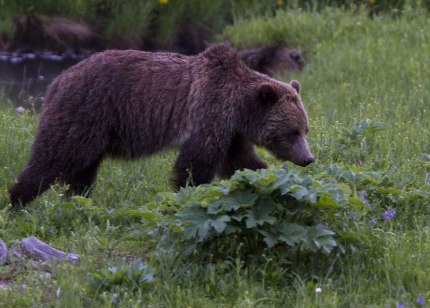 ** FILE ** A grizzly bear roams near Beaver Lake in Yellowstone National Park in Wyoming on Wednesday, July 6, 2011. (AP Photo/Jim Urquhart)