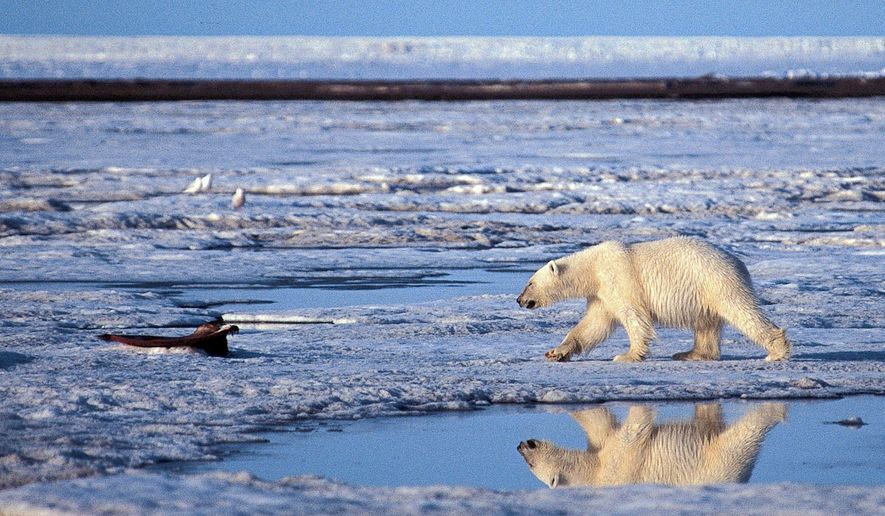 **FILE** A polar bear patrols the ice in the Arctic National Wildlife Refuge in Alaska. His 2004 observation of polar bears likely drowning in conjunction with global warming has come back to haunt federal wildlife biologist Charles Monnett. (Associated Press)