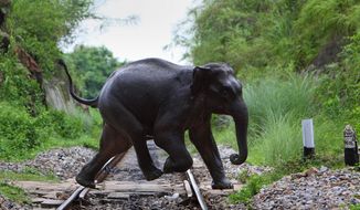 **FILE** In this photograph from July 30, 2009, a wild elephant crosses a railway track along Deepor Beel, a wildlife sanctuary on the outskirts of Gauhati, India. (Associated Press)