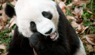 Tai Shan the panda at the National Zoo in 2009. (The Washington Times)