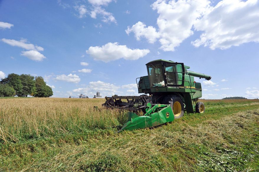 A combine cuts a path through the wheat field Saturday on a farm in Westfield, Vt. (Associated Press)