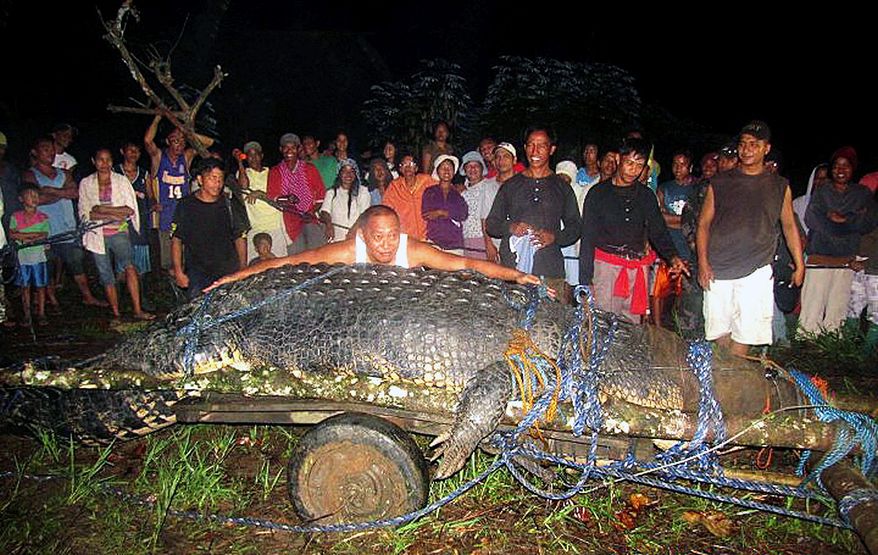 ASSOCIATED PRESS
Mayor Edwin Cox Elorde of Bunawan township in Agusan del Sur province in southern Philippines on Sunday pretends to measure a huge crocodile that was captured by residents and a crocodile-farm staff along a creek in Bunawan late Saturday. Mr. Elorde said Monday that dozens of villagers and experts ensnared the 21-foot male crocodile along a creek in his township after a three-week hunt. It was one of the largest crocodiles to be captured alive in the Philippines in recent years.