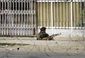 Afghanistan_Live.jpg