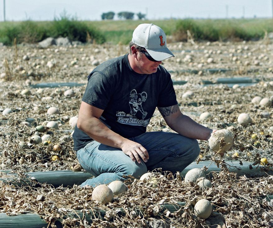 Owner Eric Jensen examines cantaloupe on the Jensen Farms near Holly, Colo., on Wednesday. The Food and Drug Administration has recalled 300,000 cases of cantaloupe grown on the Jensen Farms after connecting it with a listeria outbreak. (Associated Press)