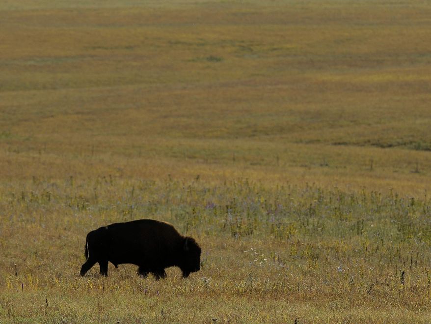 In this Sept. 22, 2011, photo, a bison grazes on the native grasses at the Tallgrass Prairie National Preserve near Strong City, Kan. The 11,000 acre preserve gives tourists a glimpse of what settlers on the Kansas prairie would have seen. (AP Photo/Charlie Riedel)