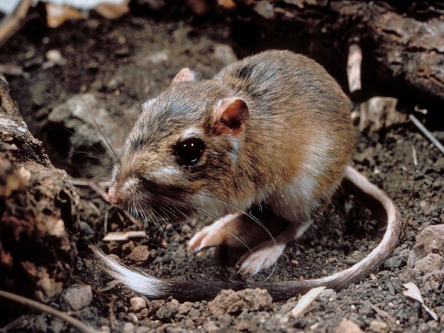 The Obama administration is seeking to extend federal protections to hundreds of animals, including the Texas kangaroo rat. (Associated Press)